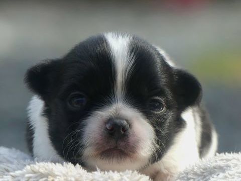 Chihuahua 1100 91650 Breuillet