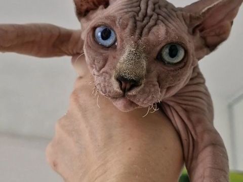 Chatons Sphynx 3500 83600 Frjus