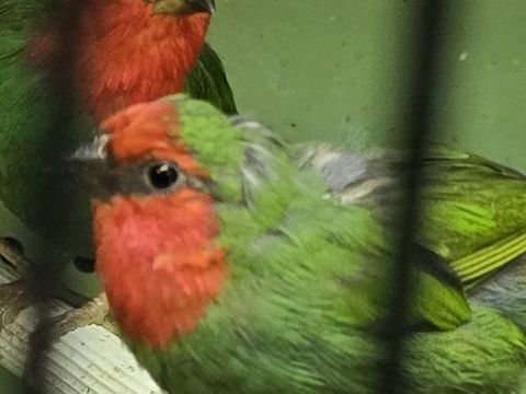 Mâle pape de noumea 45 17000 La rochelle