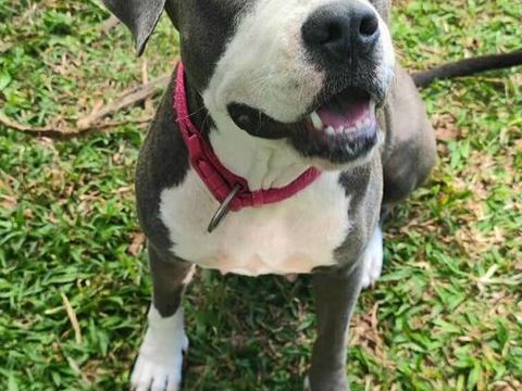 X&eacute;na, Femelle X Braque de Weimar, n&eacute;e le 25/04/2024 🐶 380 68000 Colmar