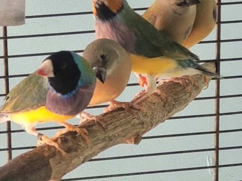 Diamants de Gould 50 10400 Fontaine-m�con