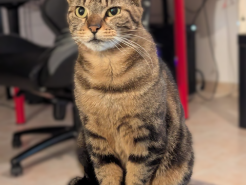 Tara 100 44000 Nantes