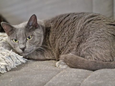 GINA 210 27140 Gisors