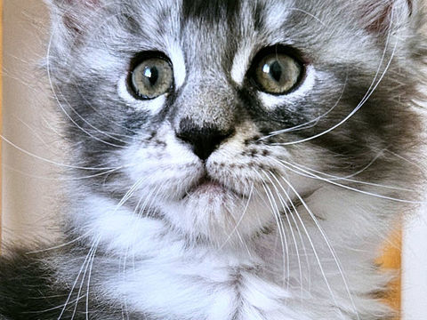 Graines de Champion d'Europe Maine Coon LOOF 1600 86100 Chtellerault