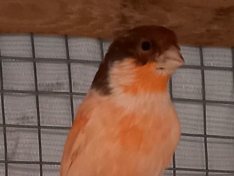 de canaris 15 29860 Kersaint-plabennec