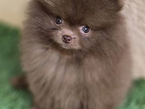 Sublime et rare mâle poméranian  chocolat extra nain LOF 2800 66100 Perpignan