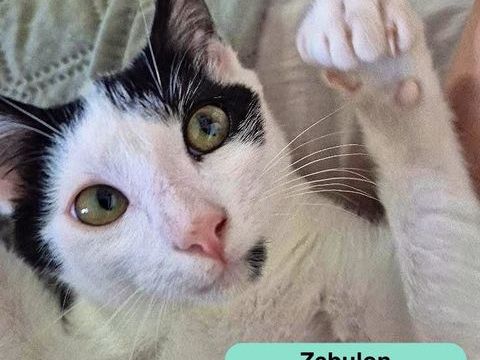 Zebulon, chat noir et blanc &agrave; adopter 200 44640 Le pellerin