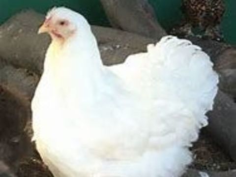  Couple poule et coq cochin blanc 39 77540 Courpalay