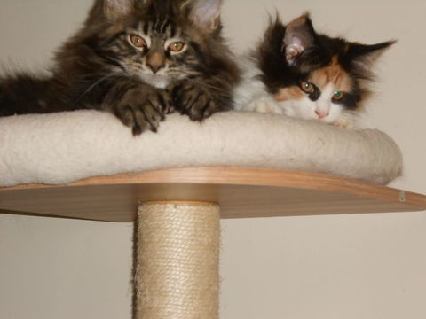 Magnifiques chatons maine coon loof 1200 28150 Ouarville