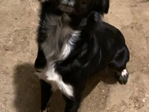 Chien VULCAIN à l adoption 210 42140 Maringes