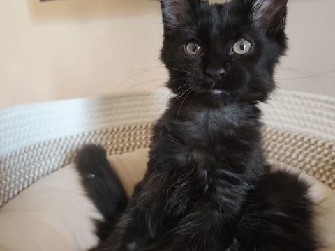 Chatons Maine Coon LOOF &agrave; r&eacute;server 1000 30200 Saint-nazaire