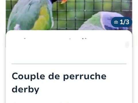Couple de perruche derby 400 91260 Juvisy-sur-orge