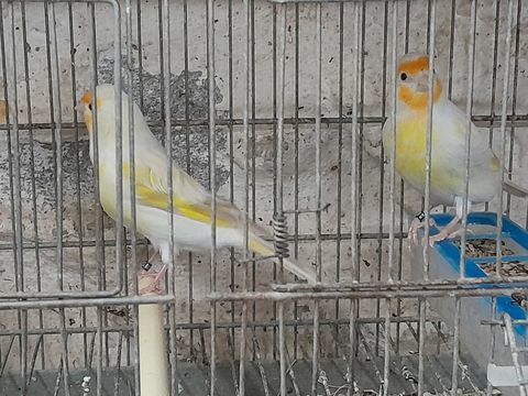 FEMELLES CANARIS X MUTATION 2025 40 95170 Deuil-la-barre