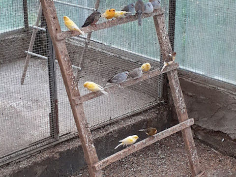 canaris couleur m&acirc;le et femelle 25 62250 Landrethun-le-nord