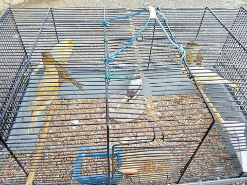 de cannaris 20 34300 Agde