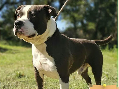 L&eacute;o  230 26700 Pierrelatte