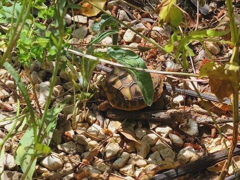 BB Tortue 40 83000 Toulon