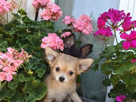 Mini chiots chihuahuas LOFS 1150 95000 Cergy