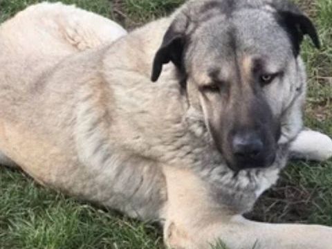 ALTAY 200 26100 Romans-sur-is�re