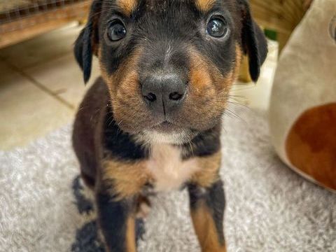 Dwalin, mâle croisé berger, né le 15/04/2025  &#128054; 300 78000 Versailles