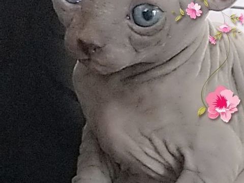 Sphynx LOOF Nom St&eacute;rilis&eacute;e 1490 34280 La grande-motte