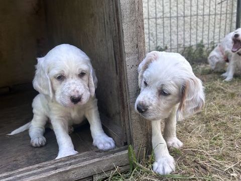 Chiots setter anglais 800 01300 Saint-benoît
