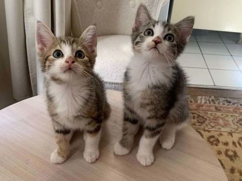Dino & Mistrigri  2 fr&eacute;rots &agrave; adopter ensemble 180 75018 Paris