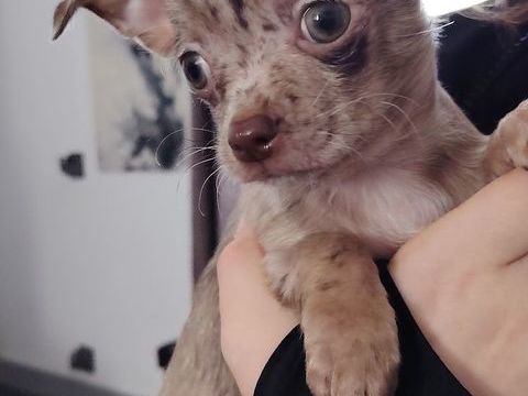 Chiot Chihuahua 800 02200 Pernant