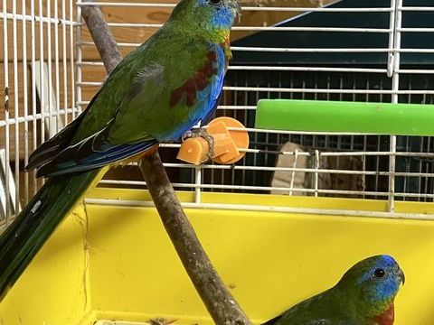 Perruches turquoisine 30 56250 La vraie-croix