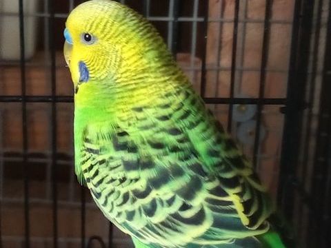 Perruches 15 15210 Ydes