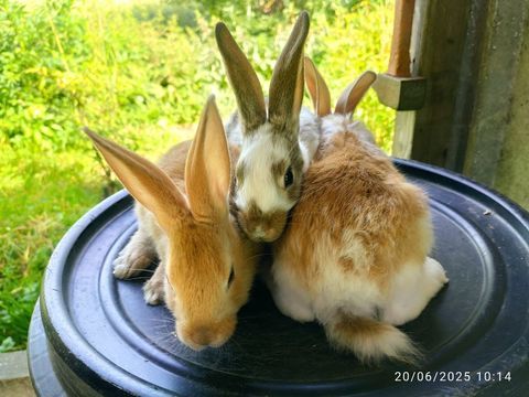 Jeunes lapins fermiers 5 59940 Le doulieu