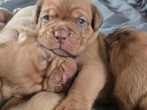 Dogue de bordeaux 0 33860 Donnezac