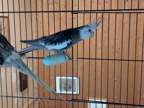 Paco Mâle calopsitte de 5 ans 0 86510 Brux