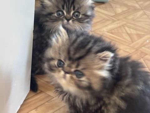 2 chatons persan LOOF 1000 89690 Chéroy