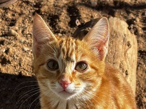 ELLIOT 180 27620 Gasny