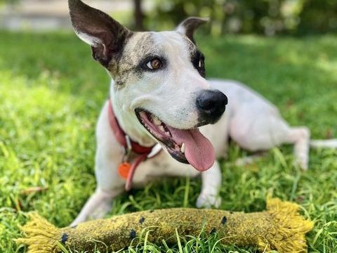 Hanae, femelle croisée berger née le 03/11/2023 &#128054; 380 74000 Annecy