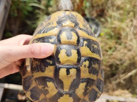 Tortues de terre subadulte et adulte 250 39100 Dole