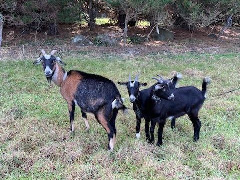 chevrettes alpines 70 22650 Ploubalay