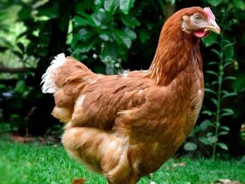 4 poules rousses 10 35420 La bazouge-du-désert
