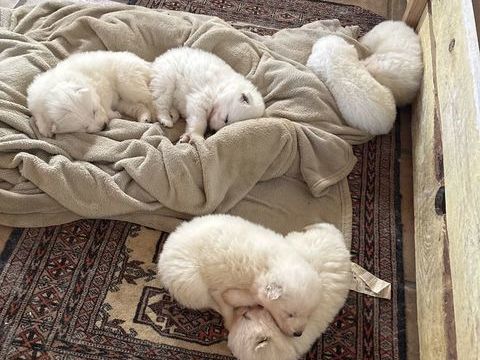 Chiots Samoyede 1000 64480 Ustaritz