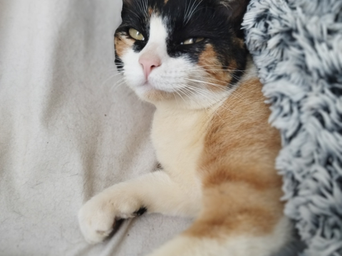 Capu 200 44000 Nantes