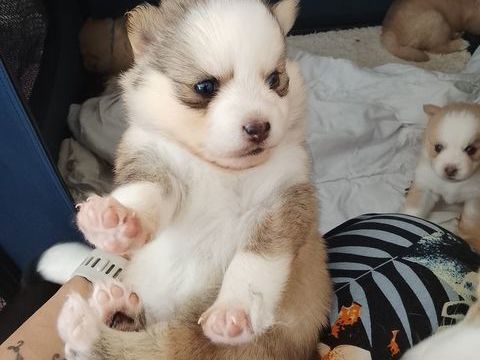 Pomsky F4 1300 39200 Saint-claude