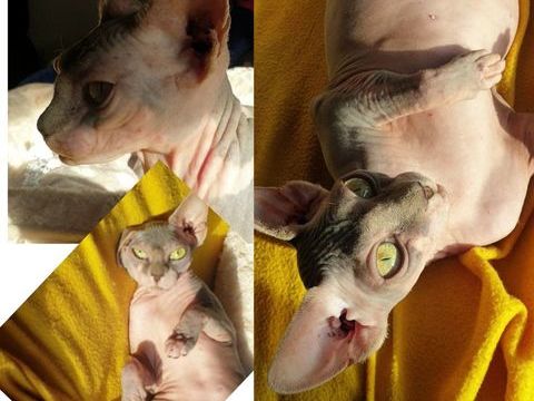 Sphynx femelle 1850 83600 Fr�jus