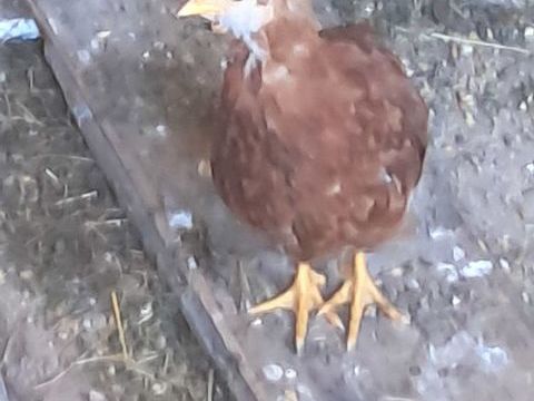 poussin 5 62770 Saint-georges