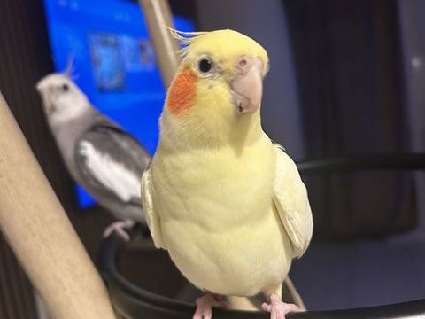 Couple de Calopsytte EAM 250 31200 Toulouse