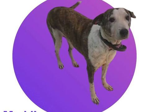 Maddie 300 28000 Chartres