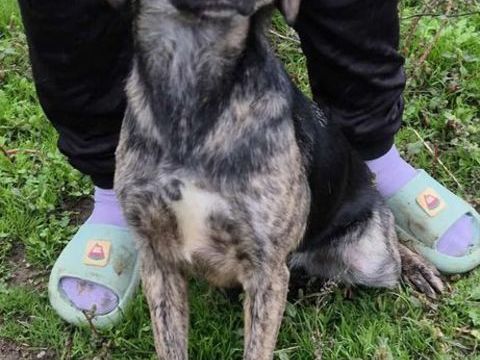 MOLLY croisée bringée 16 mois 280 59300 Aulnoy-lez-valenciennes