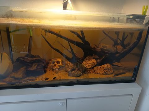 Aquarium 220L complet avec population 80 euros 80 68600 Vogelgrun