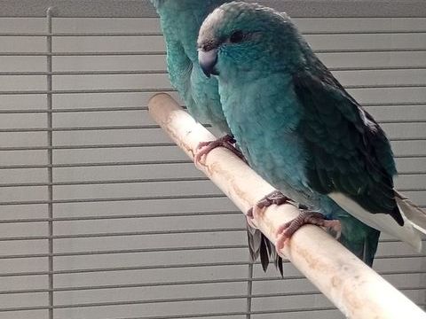 Jeunes kakarikis mâles bleus et panachés bleus 60 01170 Sgny