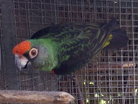 C&egrave;de jeune perroquet de JARDINE &eacute;lev&eacute; &agrave;  la mains 500 35470 Bain-de-bretagne